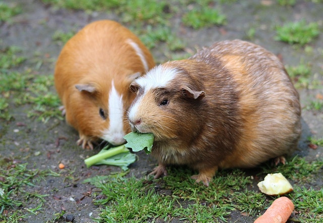 hewan peliharaan guinea pigs